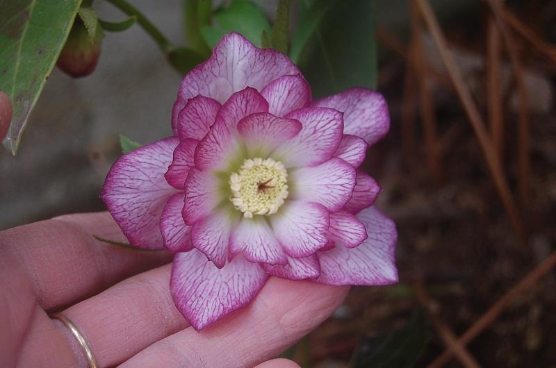 Photo of Double Hellebore (Helleborus Winter Jewels™ Peppermint Ice) uploaded by pixie62560