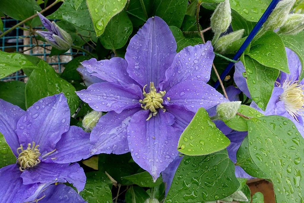 Photo of Clematis Zara™ uploaded by robertduval14
