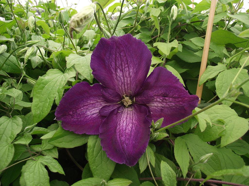 Photo of Clematis Happy Jack™ Purple uploaded by robertduval14