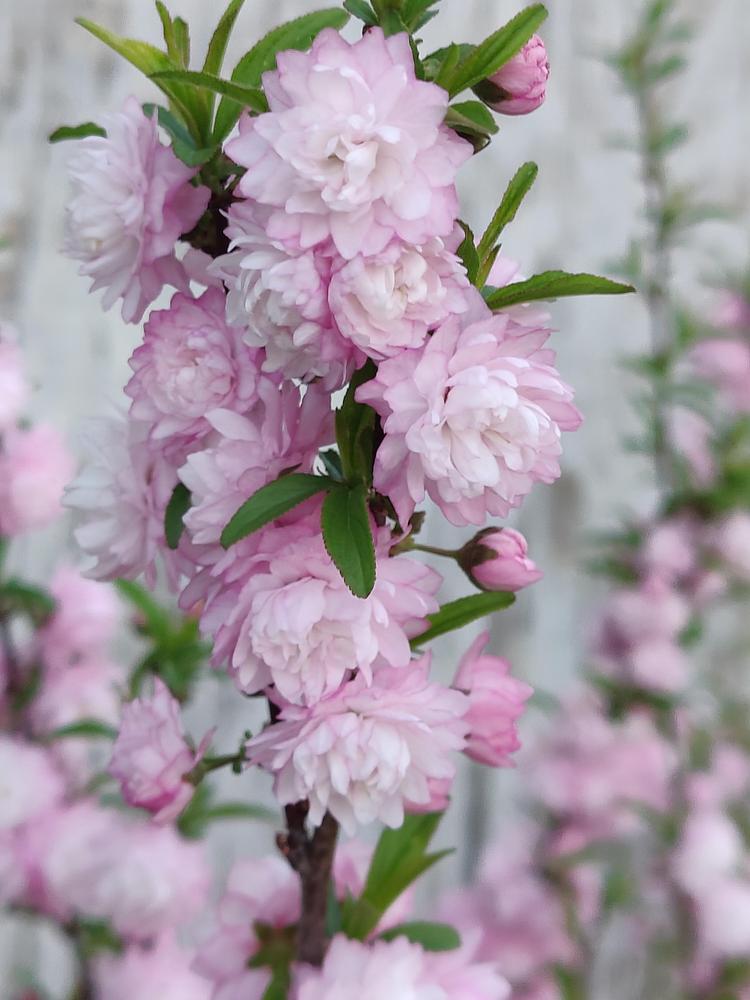 Photo of Pink Flowering Almond (Prunus glandulosa 'Sinensis') uploaded by ScarletBandit