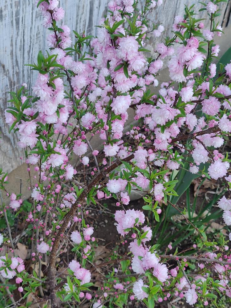 Photo of Pink Flowering Almond (Prunus glandulosa 'Sinensis') uploaded by ScarletBandit