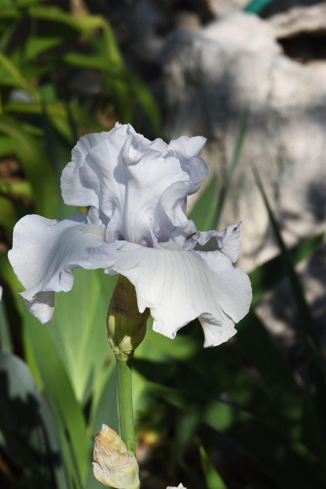 Photo of Intermediate Bearded Iris (Iris 'First Lady of Spring') uploaded by cliftoncat