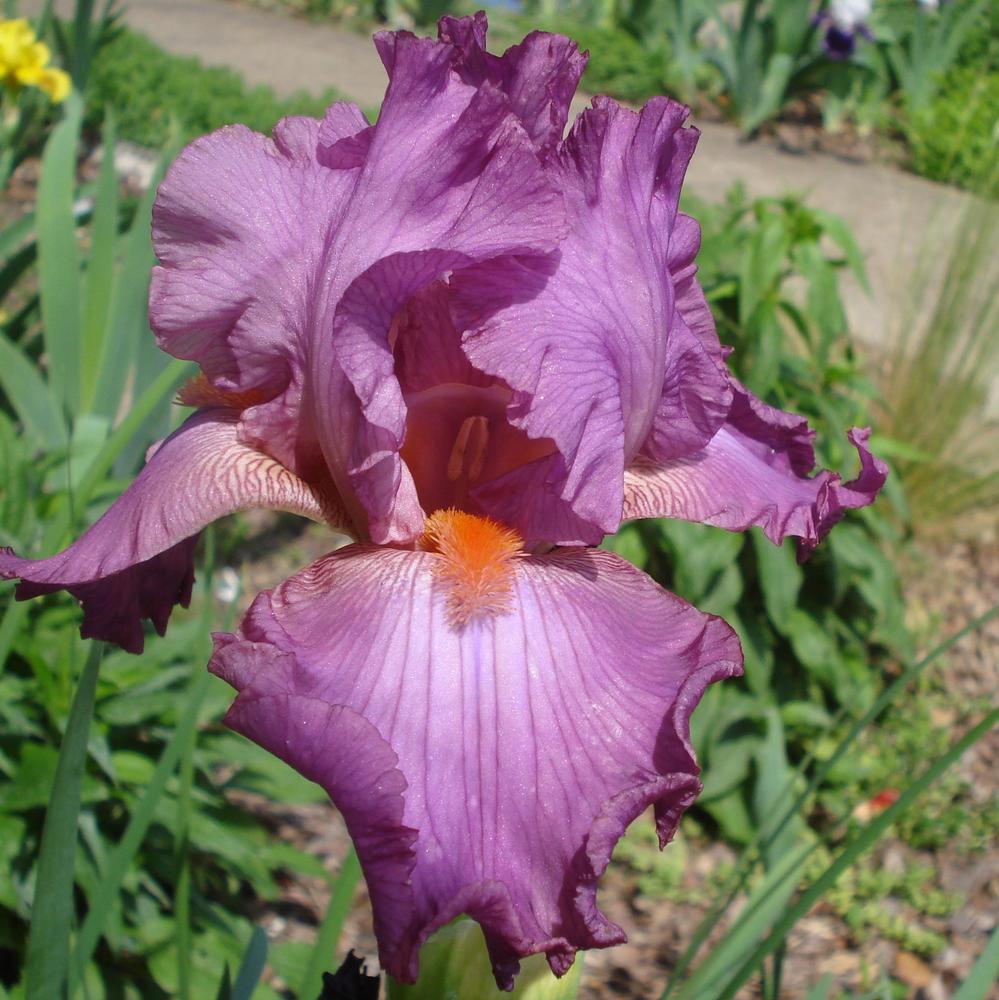 Photo of Tall Bearded Iris (Iris 'Hortensia Rose') uploaded by lovemyhouse