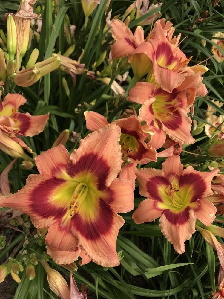 Photo of Daylily (Hemerocallis 'Carnival in Mexico') uploaded by mjscot