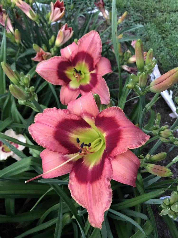 Photo of Daylily (Hemerocallis 'Carnival in Mexico') uploaded by mjscot