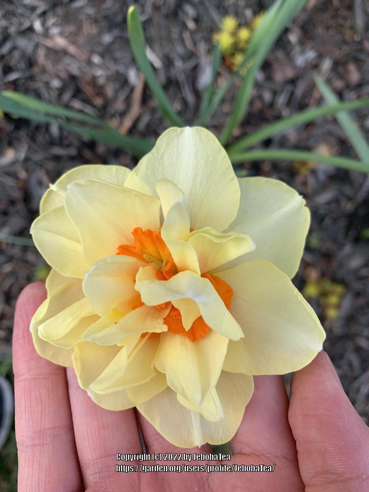 Photo of Double Daffodil (Narcissus 'Tahiti') uploaded by JebobaTea