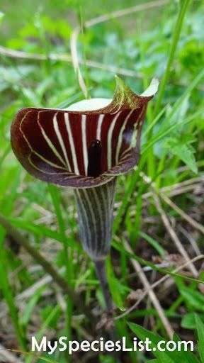 Photo of Jack in the Pulpit (Arisaema triphyllum) uploaded by Joy