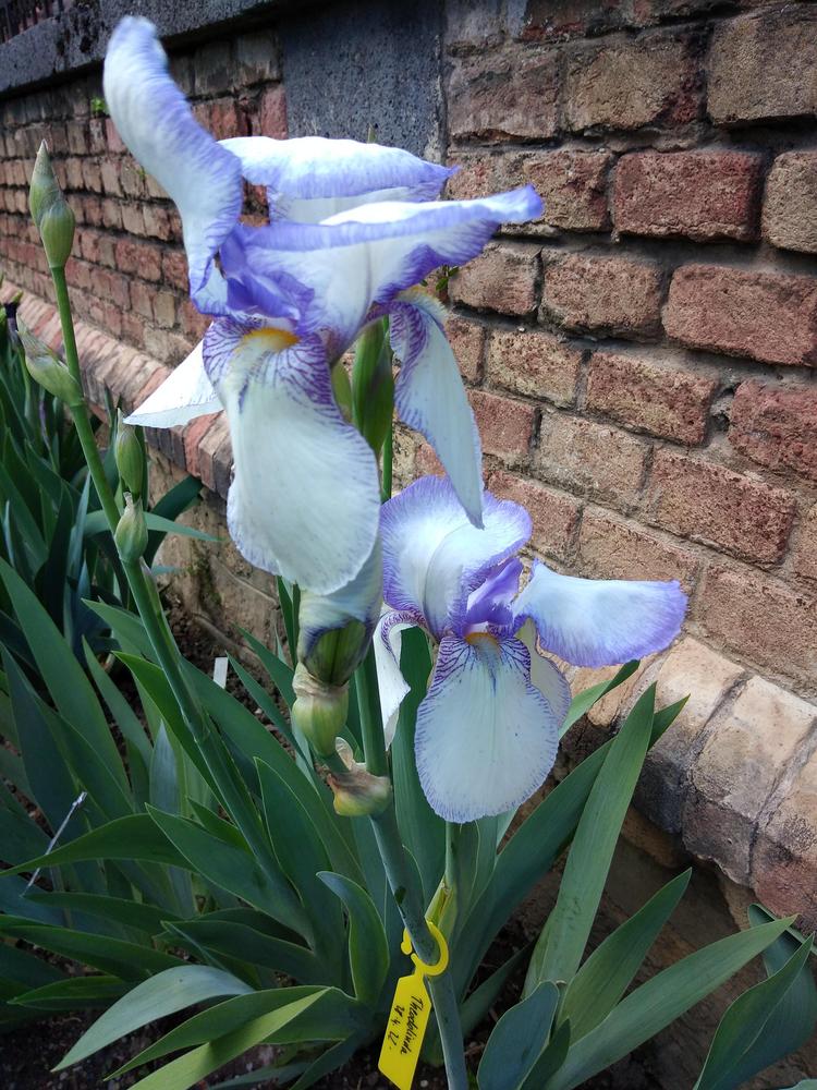 Photo of Tall Bearded Iris (Iris 'Theodolinda') uploaded by Sanja