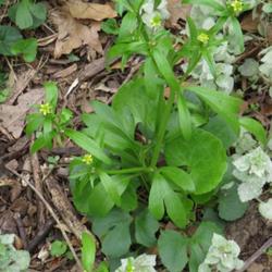 Location: Winston-Salem , NC
Date: April 14, 2022
Small flowered buttercup, #136; RAB p. 464, 76-13-11; AG p. 40, 9