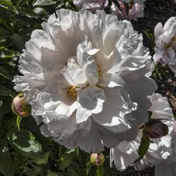 Location: Peony Garden, Nichols Arboretum, Ann Arbor
Date: 2019-06-07
A bloom of this peony that is completely lacking in red streaking