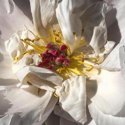Location: Peony Garden, Nichols Arboretum, Ann Arbor
Date: 2019-06-07
Stamens and pistils in a bloom that is more open in the center th