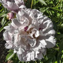 Location: Peony Garden, Nichols Arboretum, Ann Arbor
Date: 2019-06-07
A bloom with a modest amount of red streaking or flaking