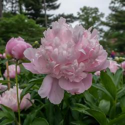 Location: Peony Garden, Nichols Arboretum, Ann Arbor
Date: 2018-06-02
A bloom that gives a sense of the incurved crown petals