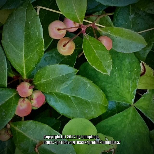 Photo of Wintergreen (Gaultheria procumbens) uploaded by bumplbea