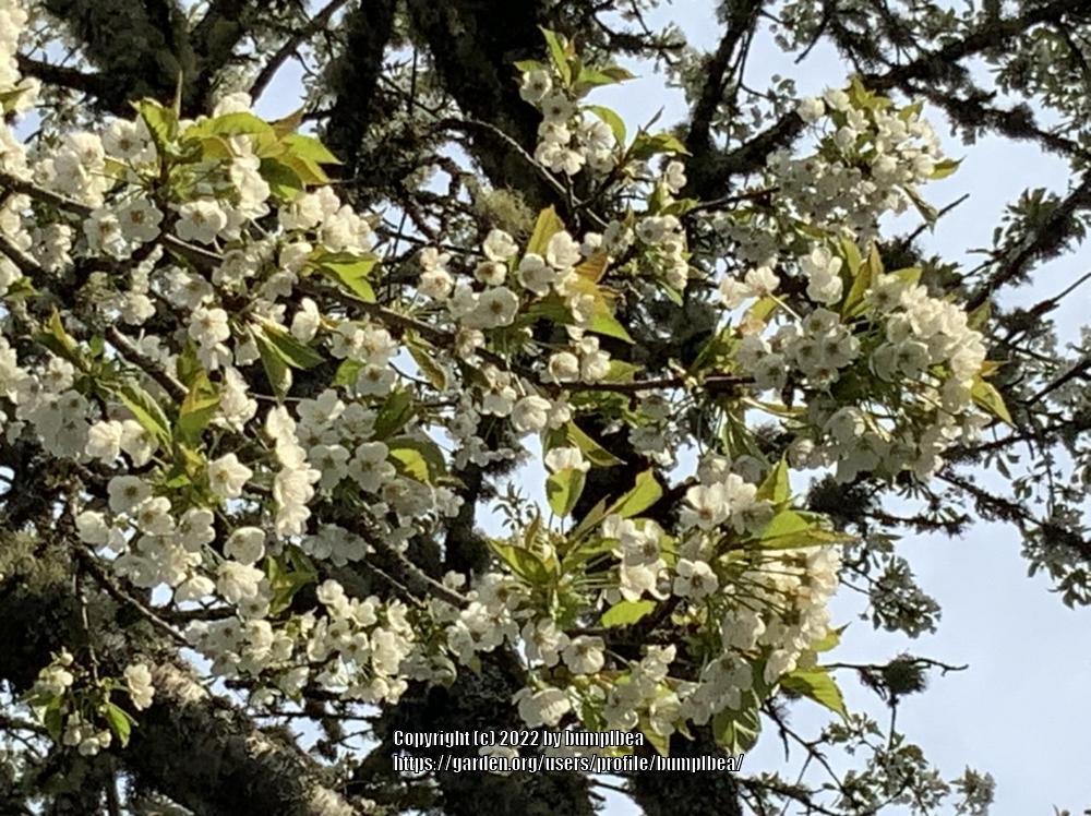 Photo of Bitter Cherry (Prunus emarginata) uploaded by bumplbea