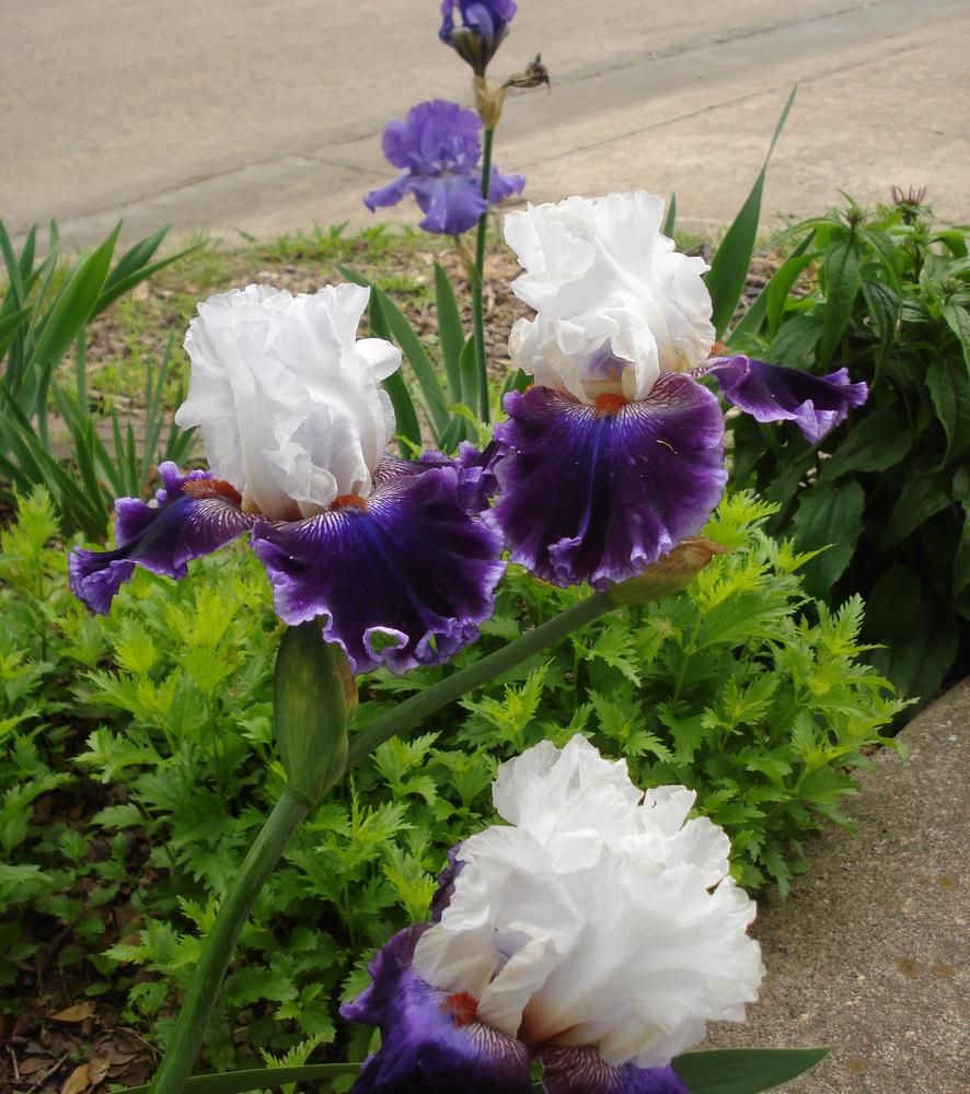 Photo of Tall Bearded Iris (Iris 'Royal Orders') uploaded by lovemyhouse