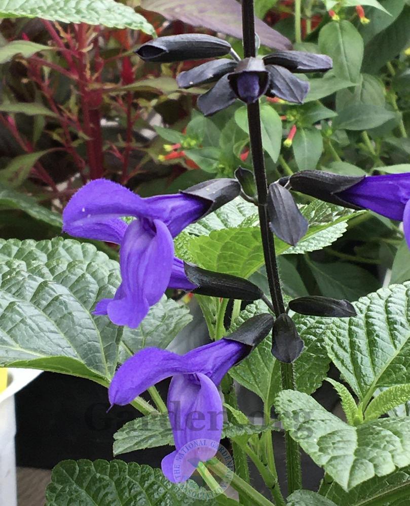 Photo of Blue Anise Sage (Salvia coerulea Nectar Blue™) uploaded by BlueOddish