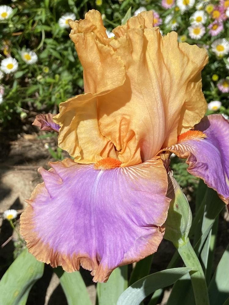 Photo of Tall Bearded Iris (Iris 'Grand Canyon Sunset') uploaded by Calif_Sue