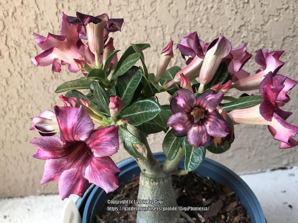 Photo of Desert Rose (Adenium obesum 'Sakda Purple') uploaded by GigiPlumeria