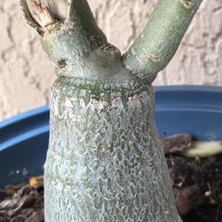 Location: Tampa, Florida
Date: 2022-04-30
This was a rescue, stem was damaged but has since healed. Graft s