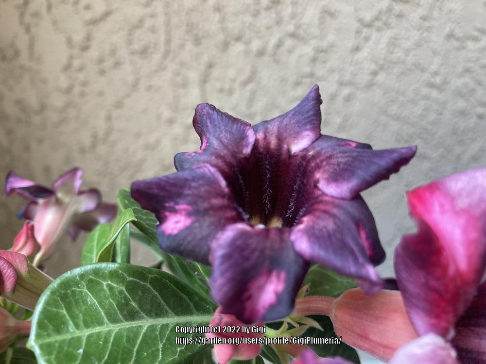 Photo of Desert Rose (Adenium obesum 'Sakda Purple') uploaded by GigiPlumeria