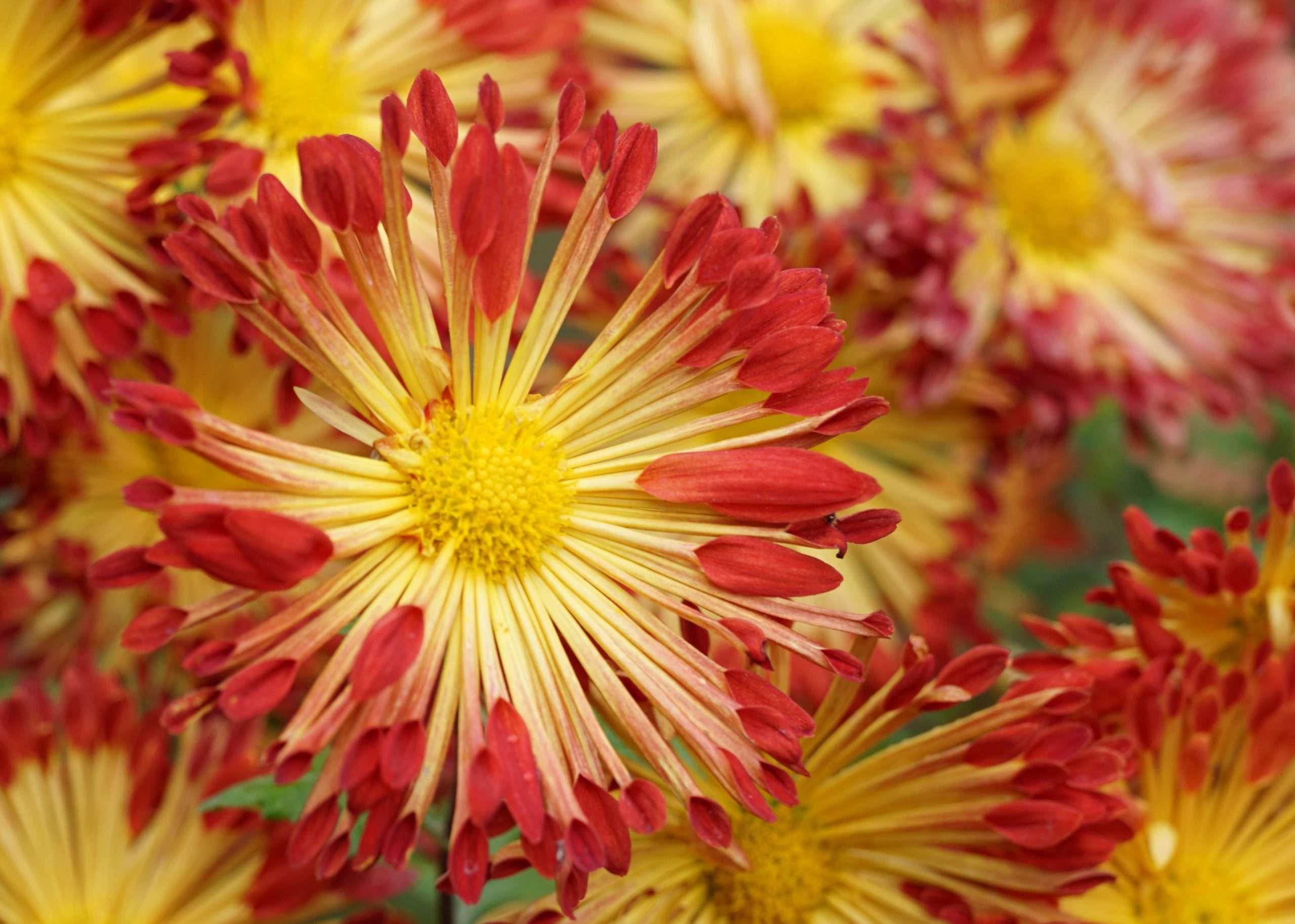 Photo of Mum (Chrysanthemum 'Matchsticks') uploaded by Joy
