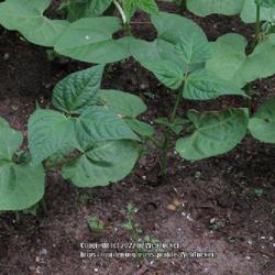 Location: Aberdeen, NC
Date: April 30, 2022
Blue lake bush beans #6vg; LHB p. 574, 96-50, "Ancient name."