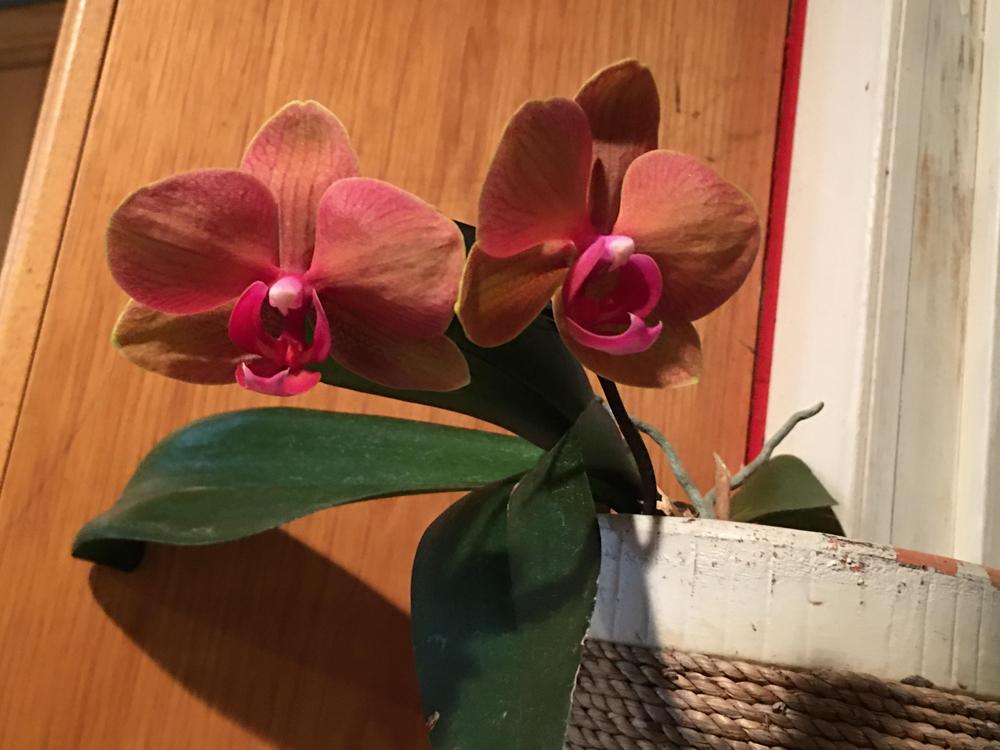 Photo of Moth Orchid (Phalaenopsis) uploaded by antsinmypants