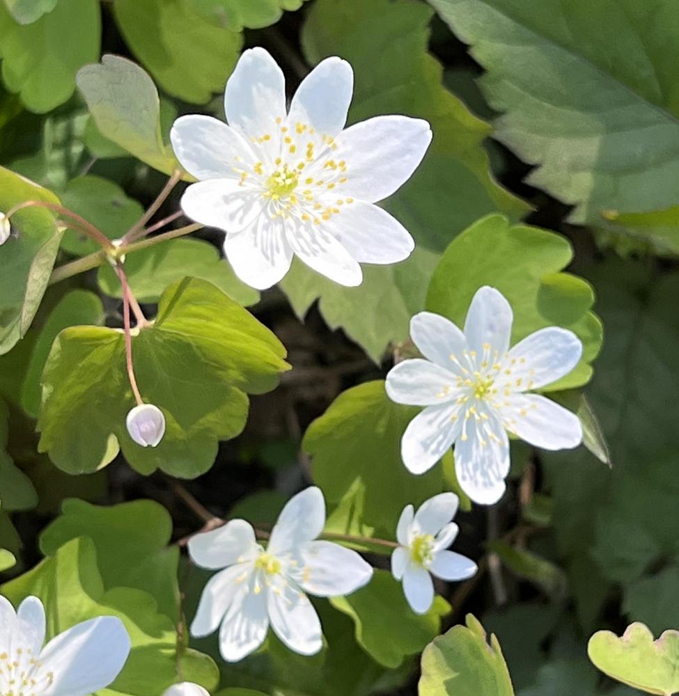 Photo of Rue Anemone (Thalictrum thalictroides) uploaded by bxncbx