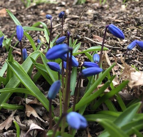 Photo of Siberian Squill (Scilla siberica) uploaded by crawgarden
