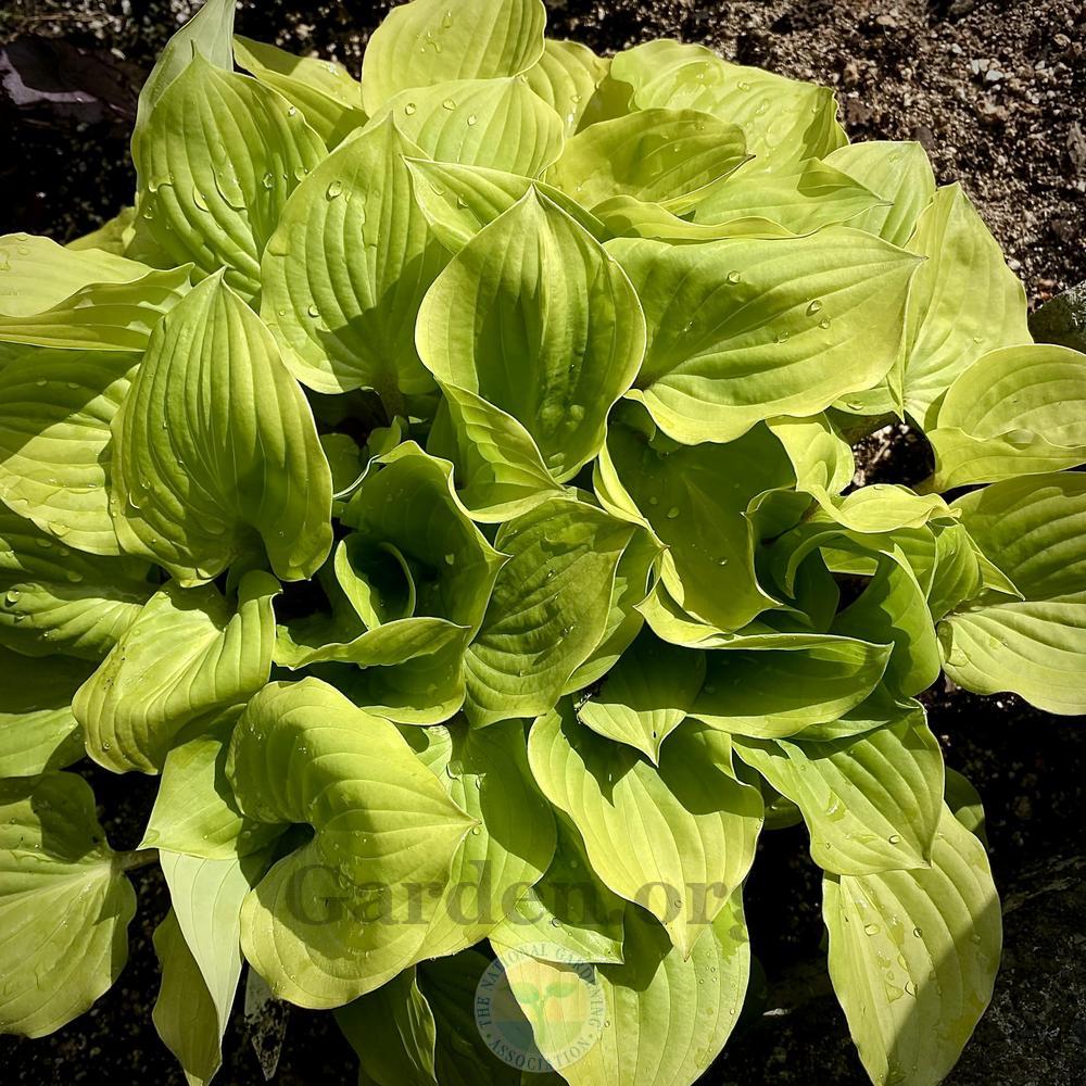 Photo of Hosta 'Crumb Cake' uploaded by springcolor