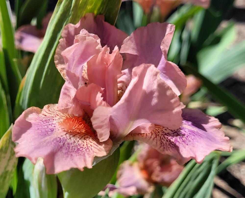 Photo of Standard Dwarf Bearded Iris (Iris 'Fruit Cup') uploaded by Bitoftrouble