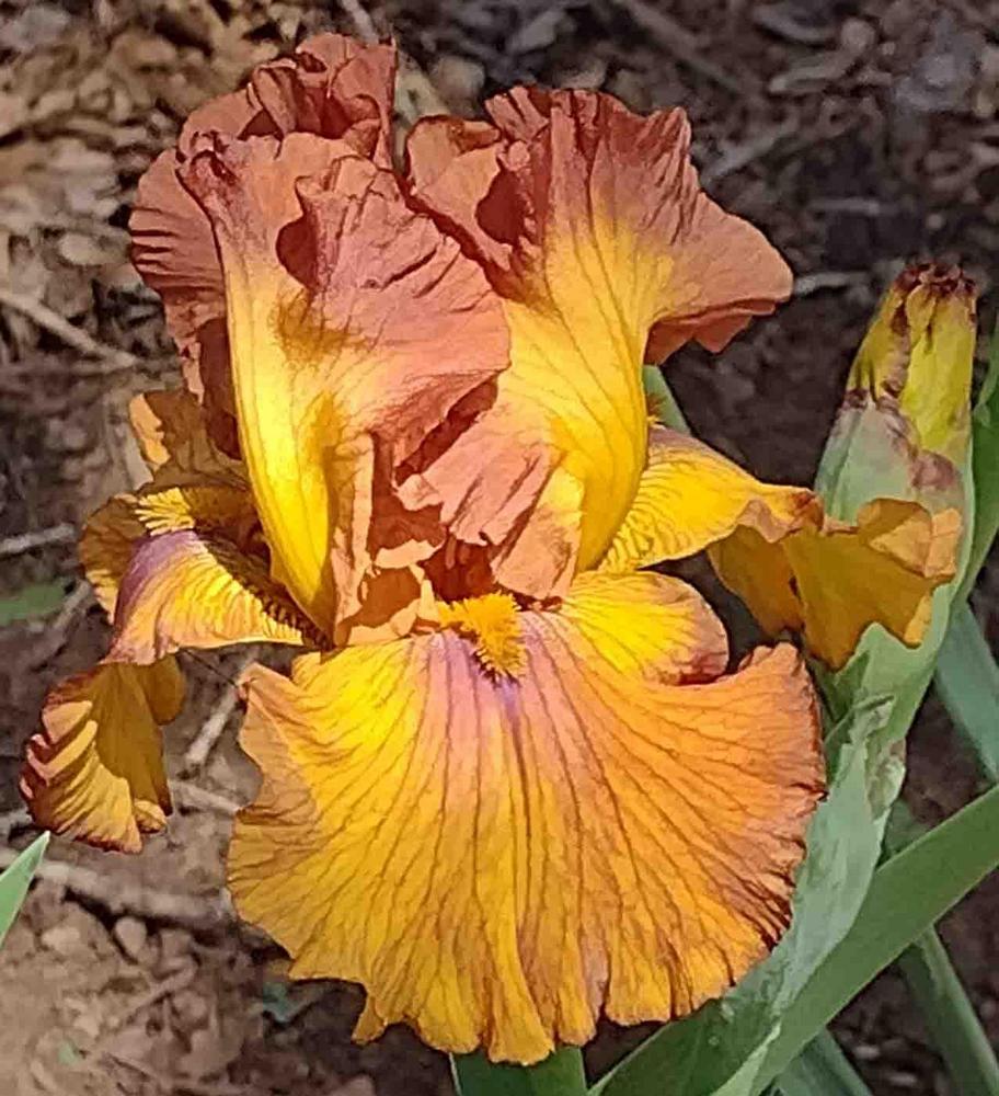 Photo of Tall Bearded Iris (Iris 'Spice Trader') uploaded by Bloombuddie