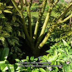 Location: RHS gardens Harlow Carr Harrogate Yorkshire England UK
Date: 2022-04-30
Acer davidii 'Serpentine'