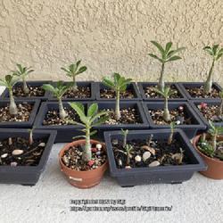 Location: Tampa, Florida
Date: 2022-05-01
My neighbor’s seedlings at 8 months.