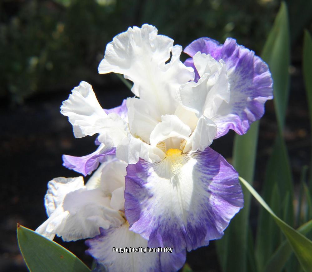 Photo of Tall Bearded Iris (Iris 'Can't Touch This') uploaded by Ivan_N_Tx