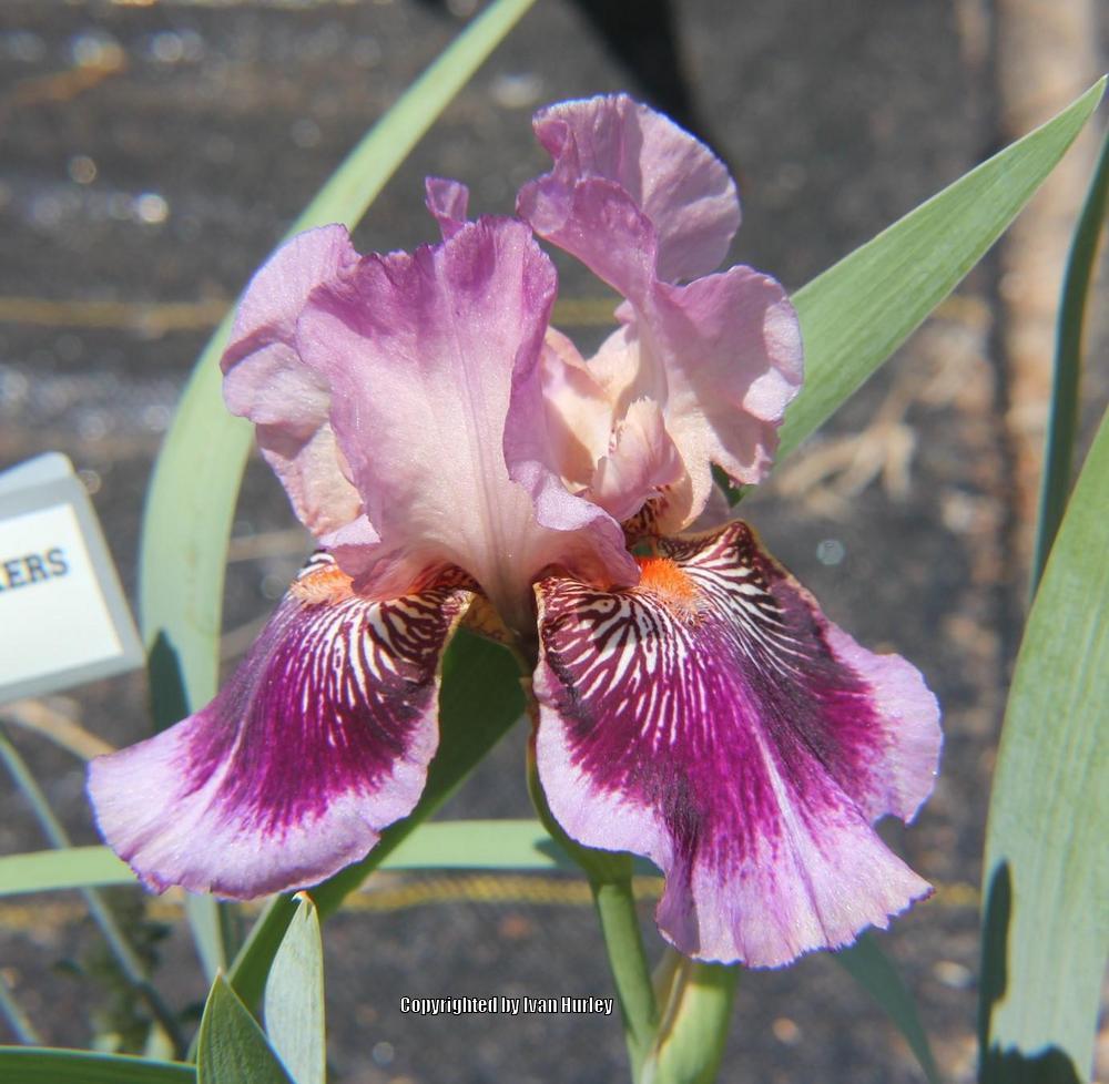 Photo of Tall Bearded Iris (Iris 'Plum Pretty Whiskers') uploaded by Ivan_N_Tx