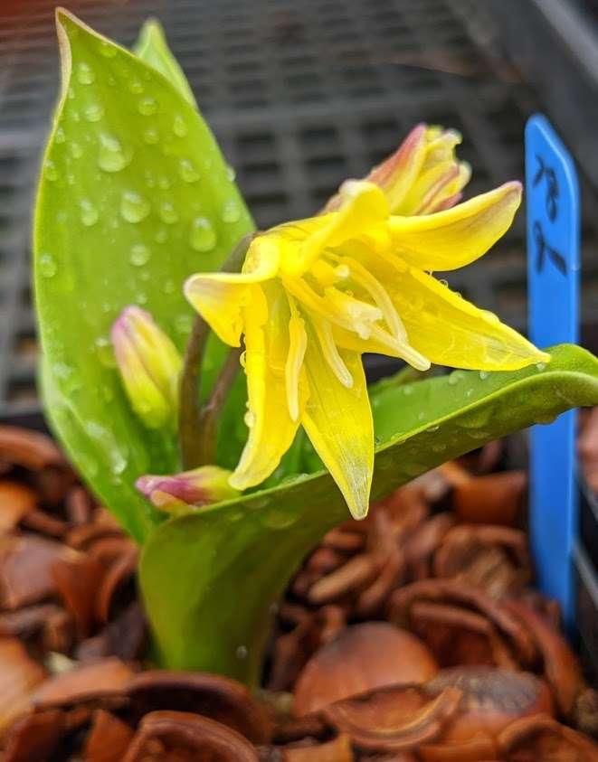 Photo of Trout Lily (Erythronium 'Pagoda') uploaded by Joy