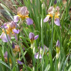 Location: my garden in Dawsonville, GA (zone 7b north Geogia mountains)
Date: 2022-05-01
Prolific bloomer in third season, from Old House Gardens