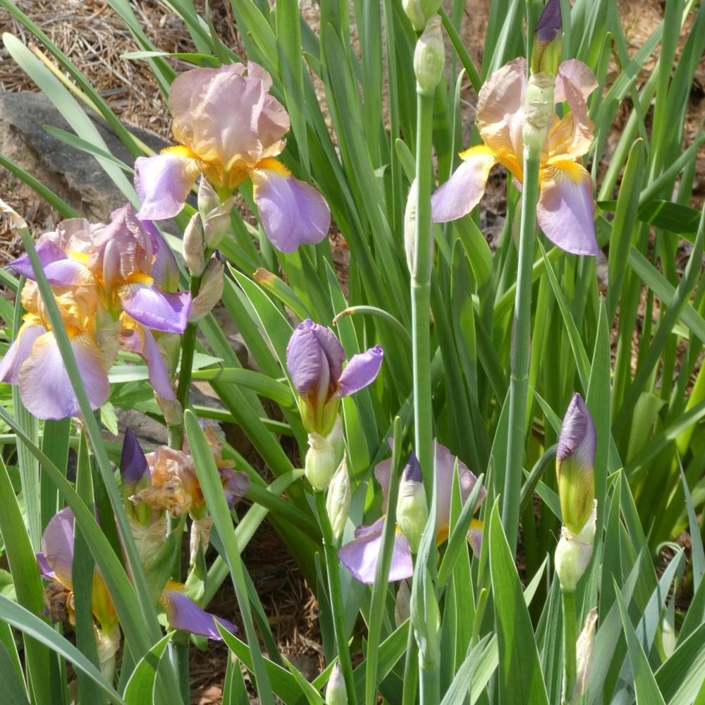 Photo of Tall Bearded Iris (Iris 'Quaker Lady') uploaded by LoriMT