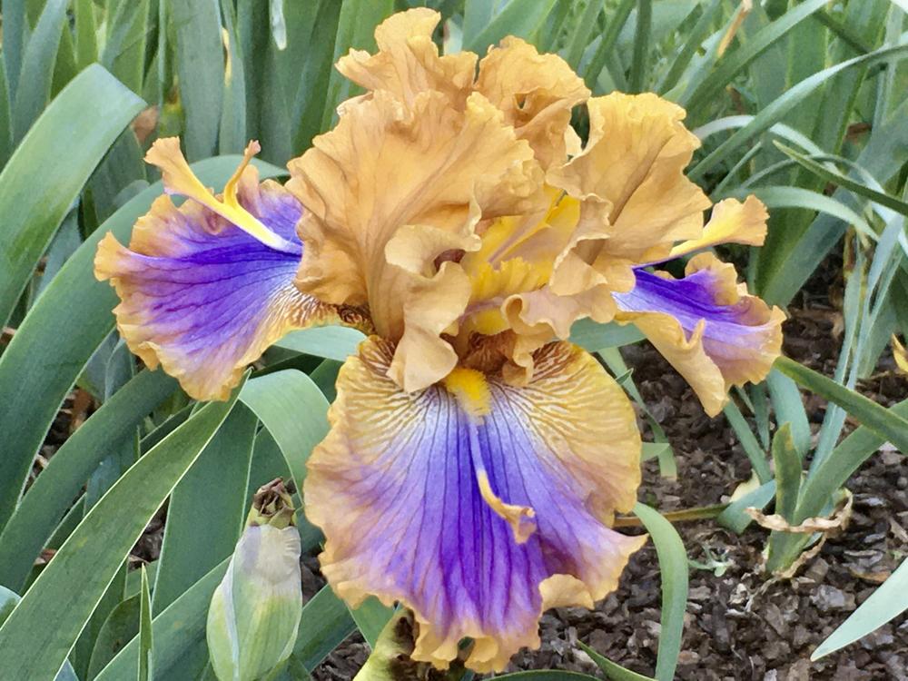 Photo of Tall Bearded Iris (Iris 'Westpointer') uploaded by Neela