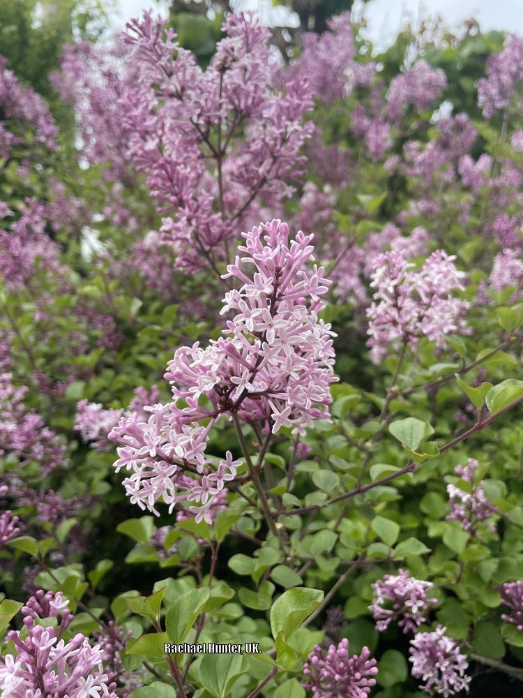 Photo of Dwarf Korean Lilac (Syringa pubescens subsp. pubescens) uploaded by RachaelHunter
