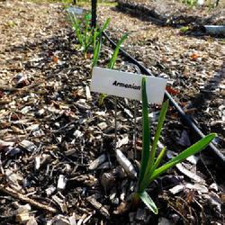 Location: Eagle Bay, New York
Date: 2022-05-01
Garlic (Allium 'Armenian'), frosty morning