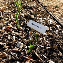 Location: Eagle Bay, New York
Date: 2022-05-01
Garlic (Allium sativum 'Metechi'), springtime in zone 3