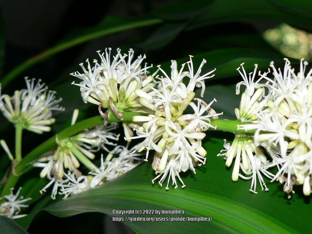 Photo of Corn Plant (Dracaena fragrans) uploaded by bumplbea