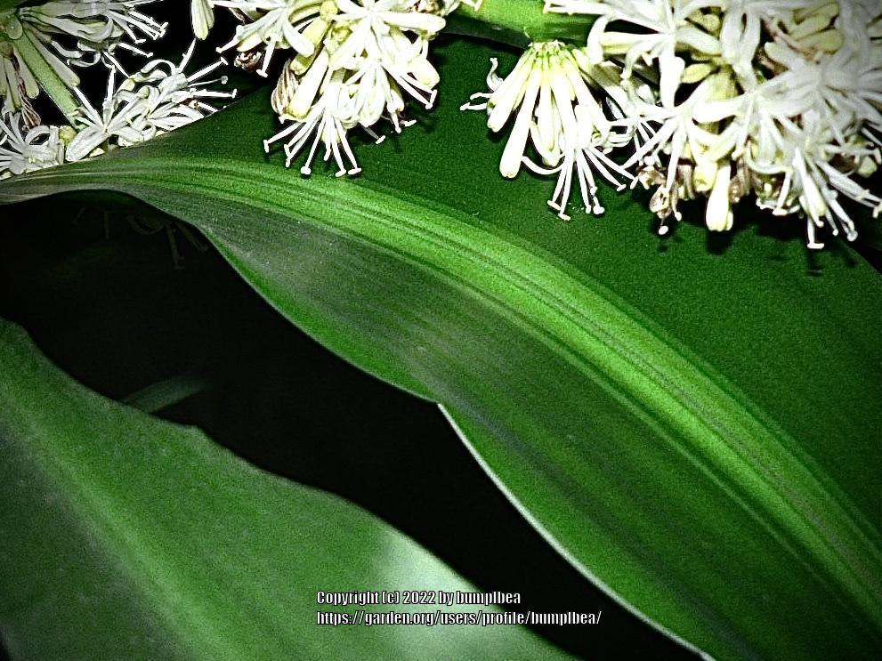 Photo of Corn Plant (Dracaena fragrans) uploaded by bumplbea