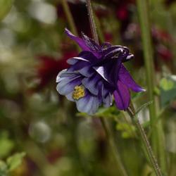 Location: Botanical Gardens of the State of Georgia...Athens, Ga
Date: 2022-04-26
Blue And Purple Columbine 001