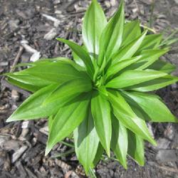 Location: Toronto, Ontario
Date: 2022-04-30
Lily (Lilium martagon var. martagon) plant is forming flower buds