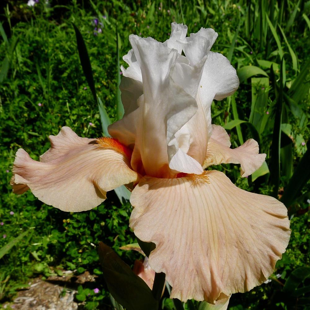 Photo of Tall Bearded Iris (Iris 'Rare Find') uploaded by janwax