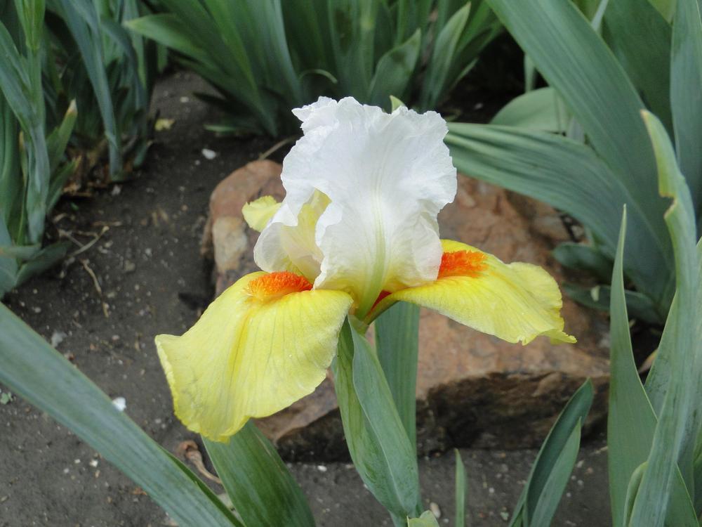 Photo of Standard Dwarf Bearded Iris (Iris 'Bennett's Legacy') uploaded by lauriemorningglory